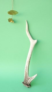 剣山の鹿の角