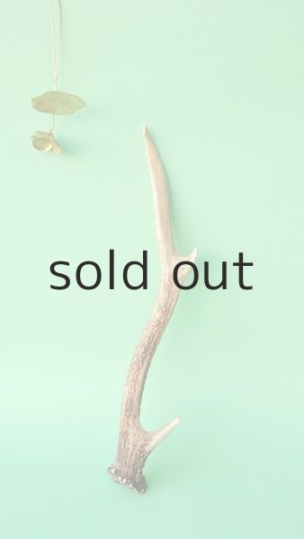 画像1: デコール用二ホンジカの角mini・小鹿 (1)