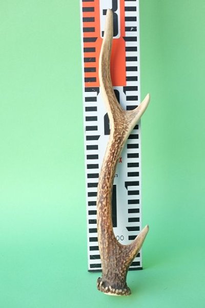 画像7: デコール用二ホンジカの角mini・小鹿 (7)