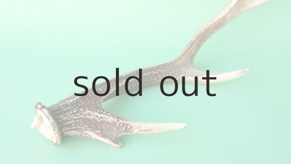 画像6: デコール用二ホンジカの角mini・小鹿 (6)