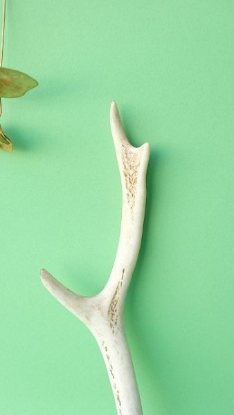 画像3: デコール用二ホンジカの角mini・小鹿 (3)