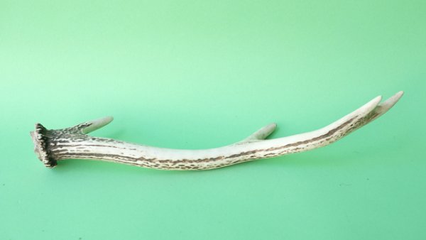 画像4: デコール用二ホンジカの角mini・小鹿 (4)