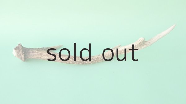 画像5: デコール用二ホンジカの角mini・小鹿 (5)