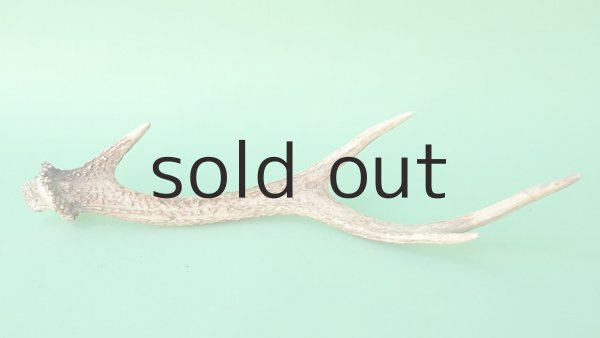 画像4: デコール用二ホンジカの角mini・小鹿 (4)