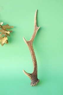五葉山　ニホンジカの角 Hokkaido Sika Deer with dead deer head （絡み角のエゾシカ