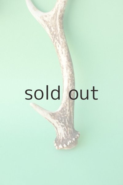 画像2: デコール用二ホンジカの角mini・小鹿 (2)