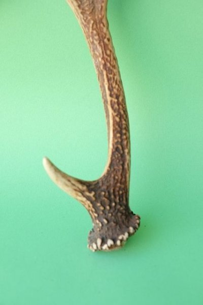 画像2: デコール用二ホンジカの角mini・小鹿 (2)