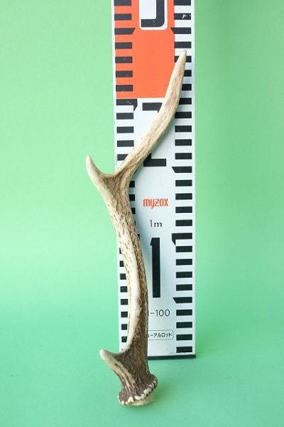 画像7: デコール用二ホンジカの角mini・小鹿 (7)