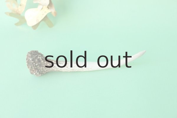 画像2: デコール用二ホンジカの角mini・小鹿（チャーム用） (2)