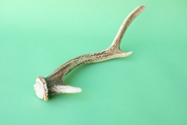 画像6: デコール用二ホンジカの角mini・小鹿 (6)