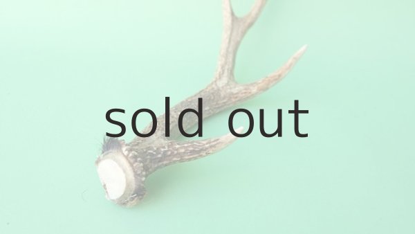 画像6: デコール用二ホンジカの角mini・小鹿 (6)