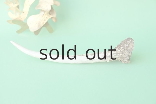 画像3: デコール用二ホンジカの角mini・小鹿（チャーム用） (3)