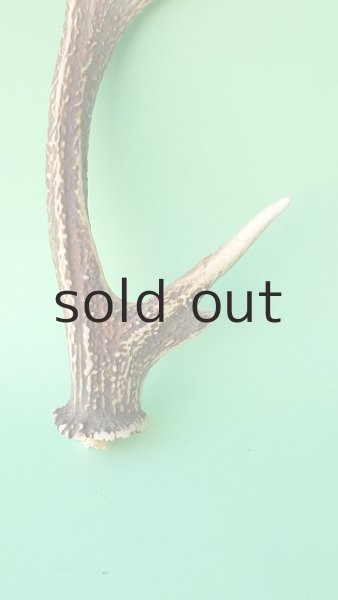 画像2: デコール用二ホンジカの角mini・小鹿 (2)