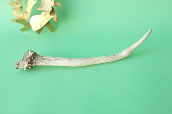 画像2: デコール用二ホンジカの角mini・小鹿（チャーム用） (2)