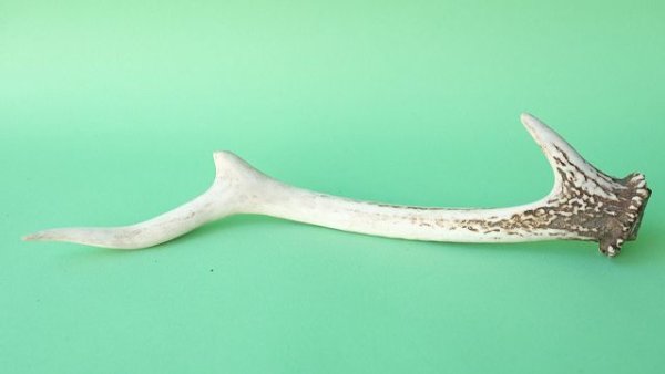 画像4: デコール用二ホンジカの角mini・小鹿 (4)