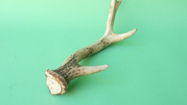 画像6: デコール用二ホンジカの角mini・小鹿 (6)