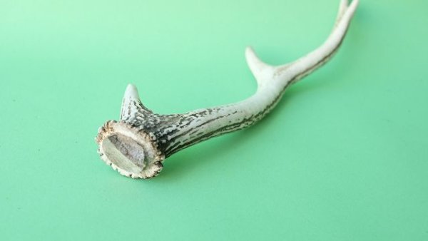 画像6: デコール用二ホンジカの角mini・小鹿 (6)