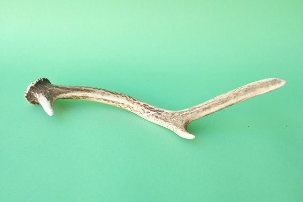 画像5: デコール用二ホンジカの角mini・小鹿 (5)