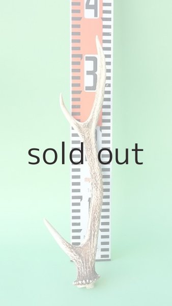 画像7: デコール用二ホンジカの角mini・小鹿 (7)