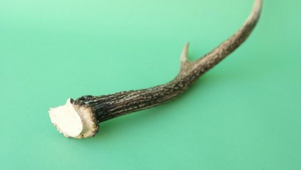 画像6: デコール用二ホンジカの角mini・小鹿 (6)