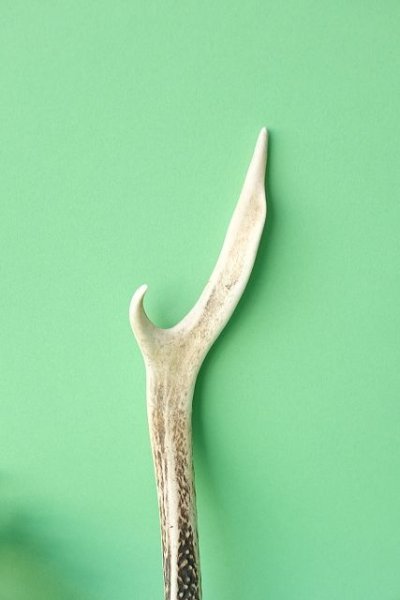 画像3: デコール用二ホンジカの角mini・小鹿 (3)