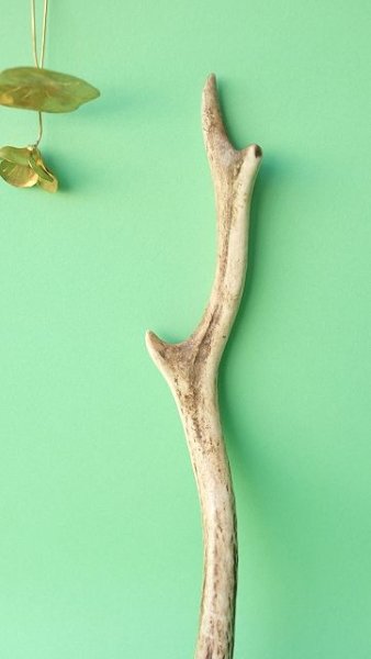 画像3: デコール用二ホンジカの角mini・小鹿 (3)