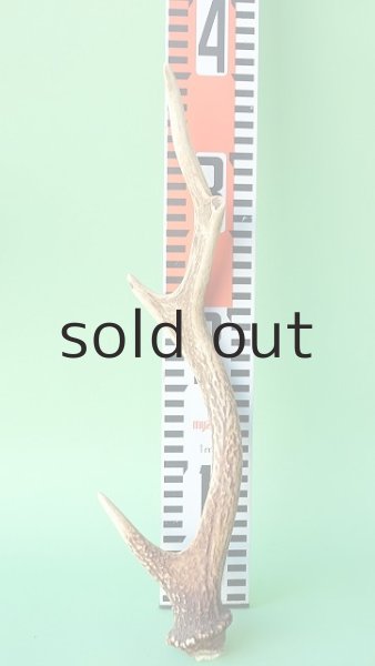 画像7: デコール用二ホンジカの角mini・小鹿 (7)