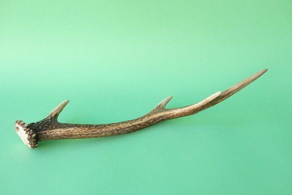 画像4: デコール用二ホンジカの角mini・小鹿 (4)