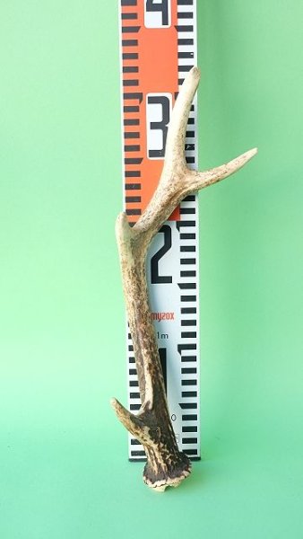 画像7: デコール用二ホンジカの角mini・小鹿 (7)