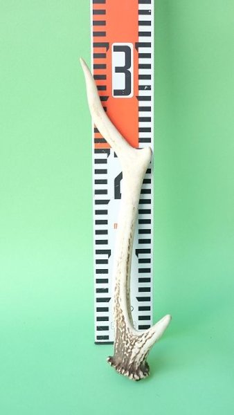 画像7: デコール用二ホンジカの角mini・小鹿 (7)