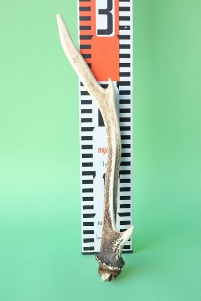 画像7: デコール用二ホンジカの角mini・小鹿 (7)