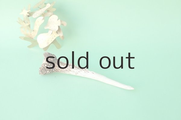 画像3: デコール用二ホンジカの角mini・小鹿（チャーム用） (3)