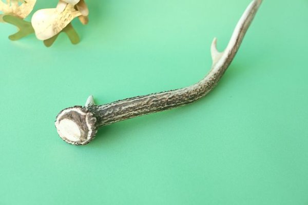 画像6: デコール用二ホンジカの角mini・小鹿 (6)