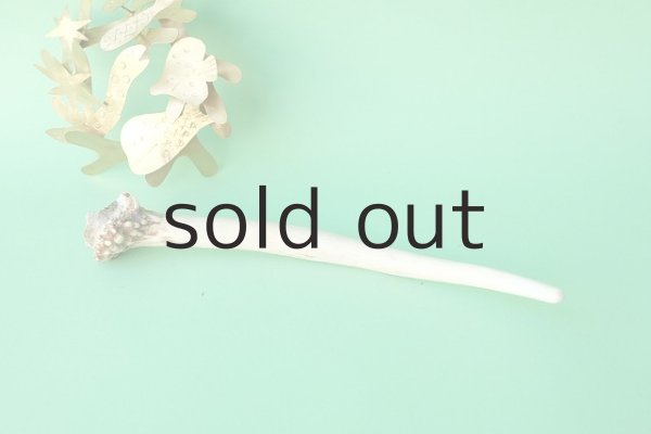 画像3: デコール用二ホンジカの角mini・小鹿（チャーム用） (3)