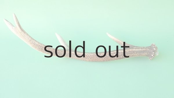 画像4: デコール用二ホンジカの角mini・小鹿 (4)