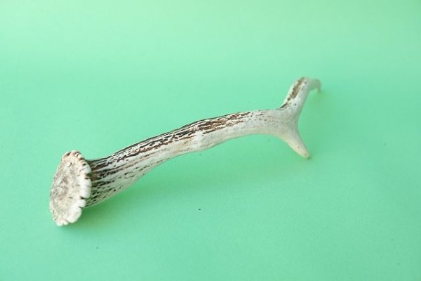 画像6: デコール用二ホンジカの角mini・小鹿 (6)