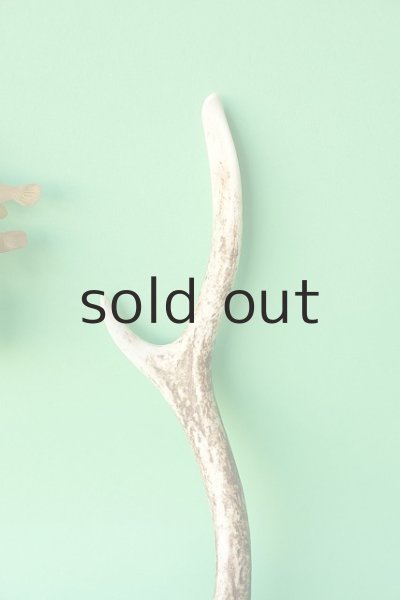 画像3: デコール用二ホンジカの角mini・小鹿 (3)