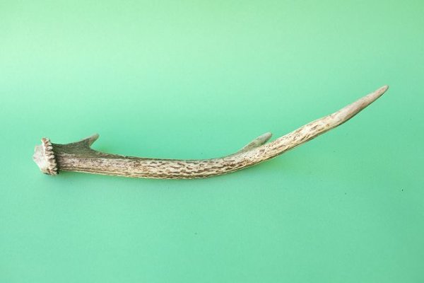 画像5: デコール用二ホンジカの角mini・小鹿 (5)