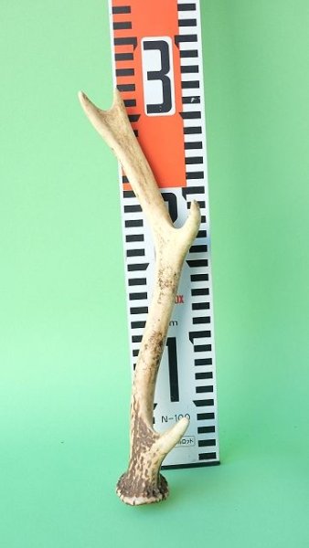 画像7: デコール用二ホンジカの角mini・小鹿 (7)