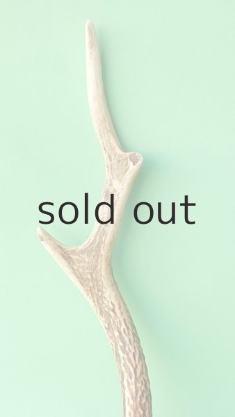 画像3: デコール用二ホンジカの角mini・小鹿 (3)