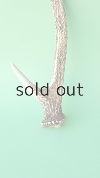 画像2: デコール用二ホンジカの角mini・小鹿 (2)