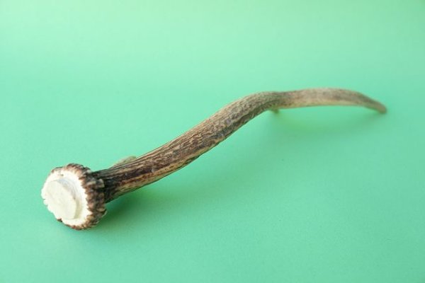 画像6: デコール用二ホンジカの角mini・小鹿 (6)