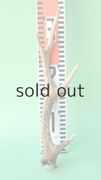 画像7: デコール用二ホンジカの角mini・小鹿 (7)