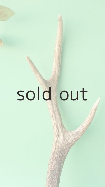 画像3: デコール用二ホンジカの角mini・小鹿 (3)