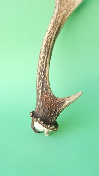 画像2: デコール用二ホンジカの角mini・小鹿 (2)