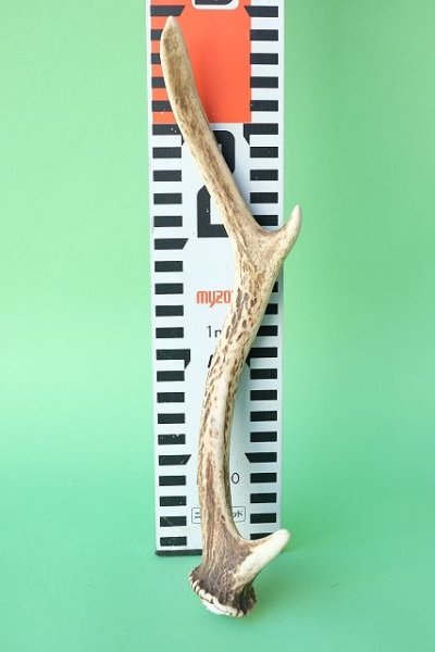 画像7: デコール用二ホンジカの角mini・小鹿 (7)