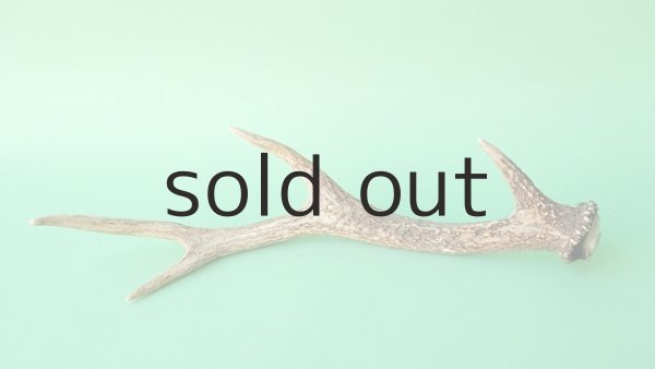 画像5: デコール用二ホンジカの角mini・小鹿 (5)