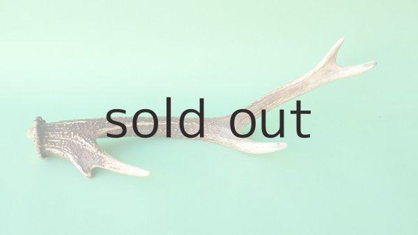 画像5: デコール用二ホンジカの角mini・小鹿 (5)