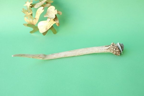 画像3: デコール用二ホンジカの角mini・小鹿（チャーム用） (3)