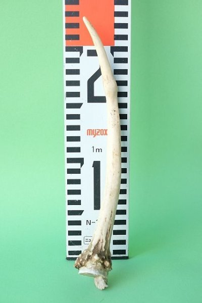 画像4: デコール用二ホンジカの角mini・小鹿（チャーム用） (4)